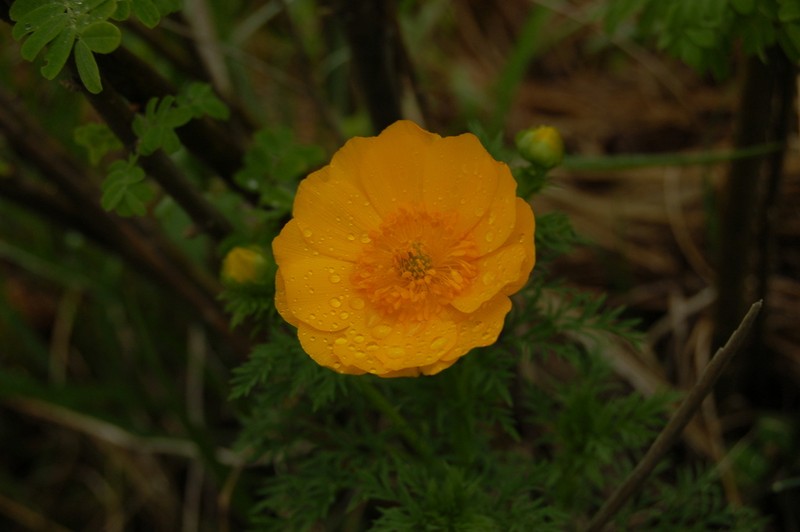 Adonis apennina photo 6
