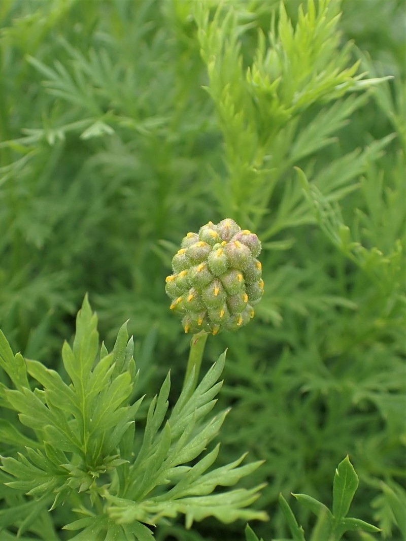 Adonis apennina photo 7