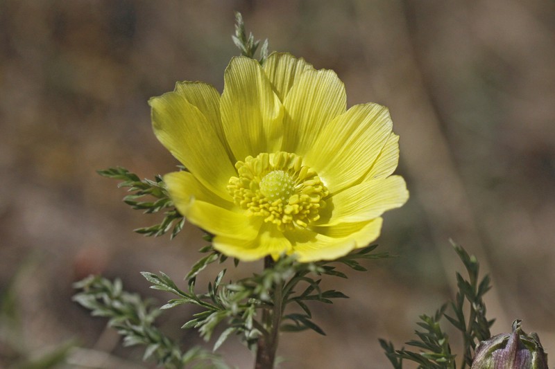 Adonis bobroviana photo 2