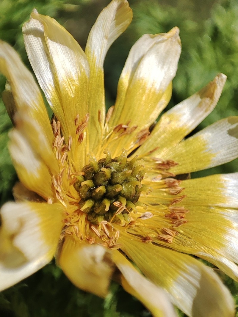 Adonis chrysocyathus photo 2