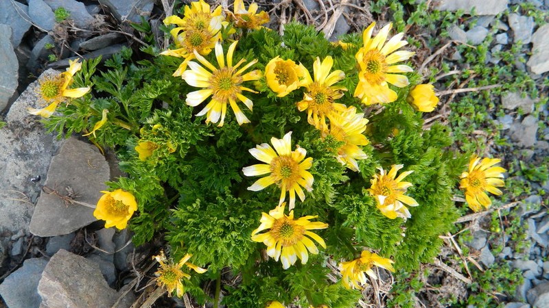 Adonis chrysocyathus photo 3