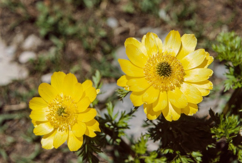 Adonis chrysocyathus photo 4