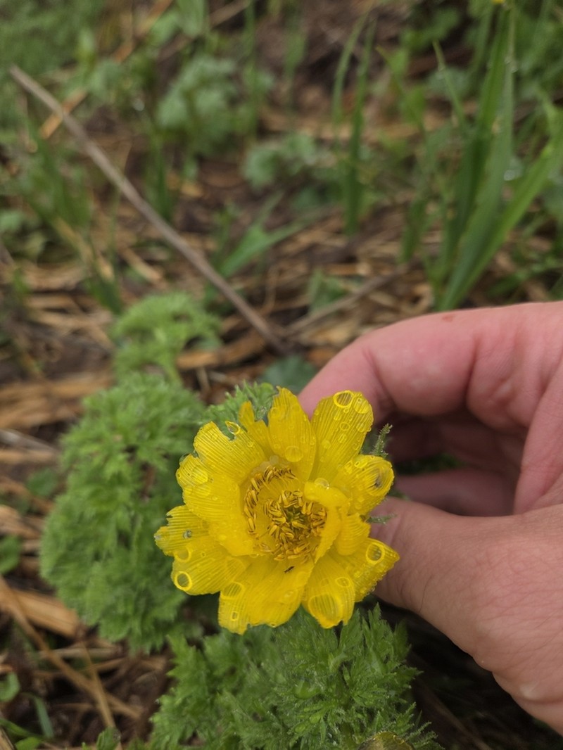 Adonis chrysocyathus photo 5