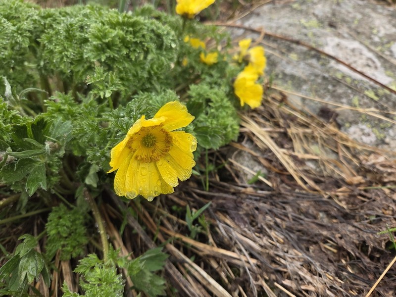 Adonis chrysocyathus photo 6
