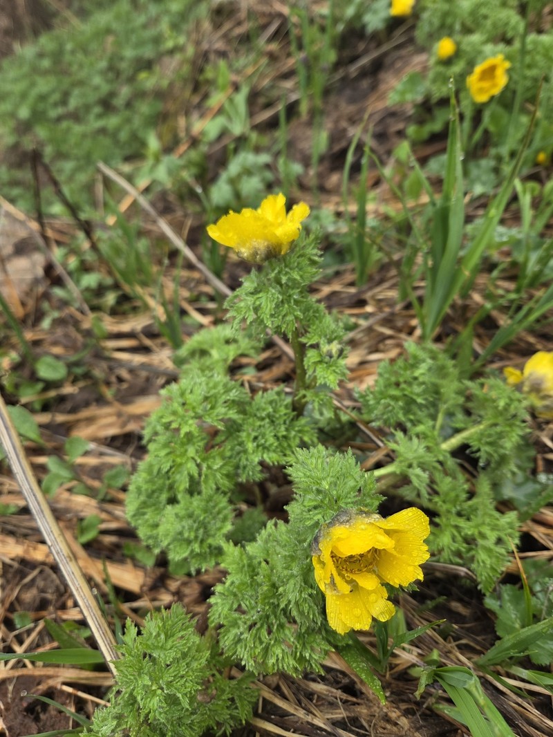 Adonis chrysocyathus photo 8