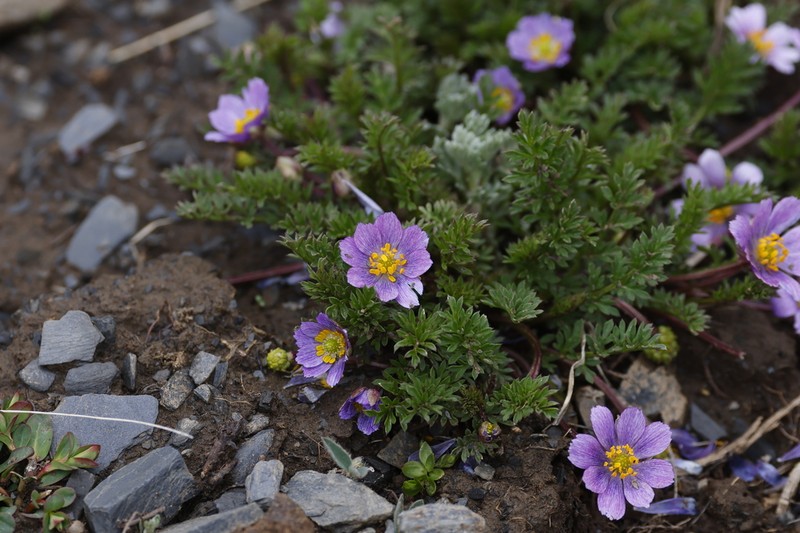 Adonis coerulea