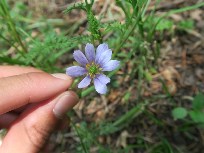 Adonis coerulea photo 3