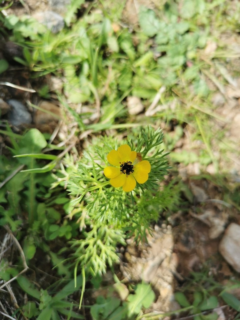Adonis cretica