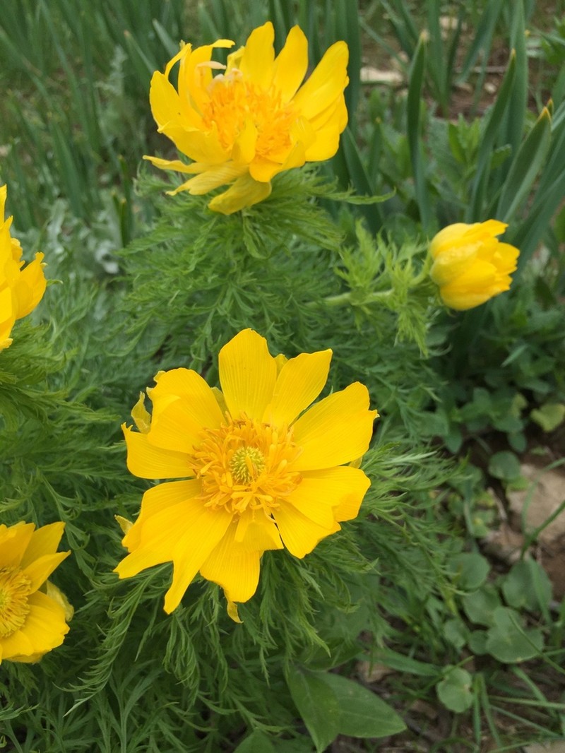 Adonis cyllenea photo 2