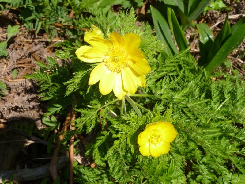 Adonis cyllenea photo 3