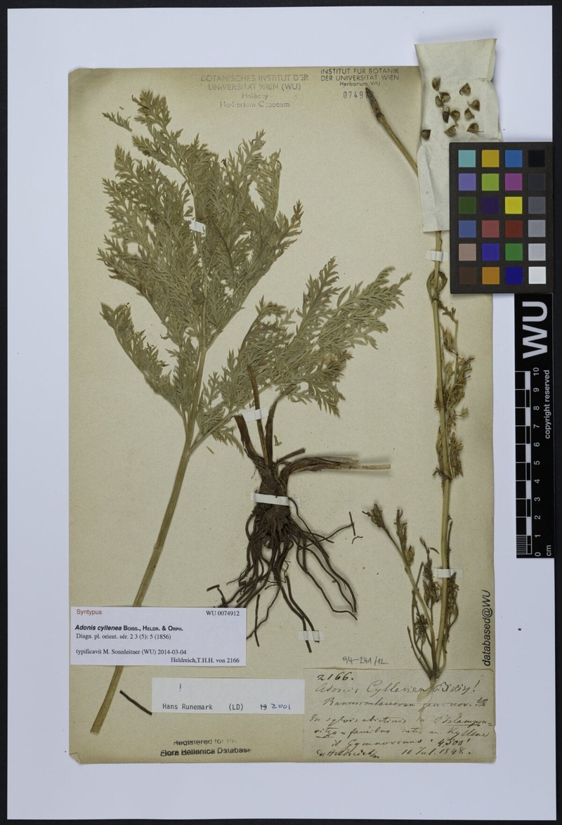 Adonis cyllenea photo 5