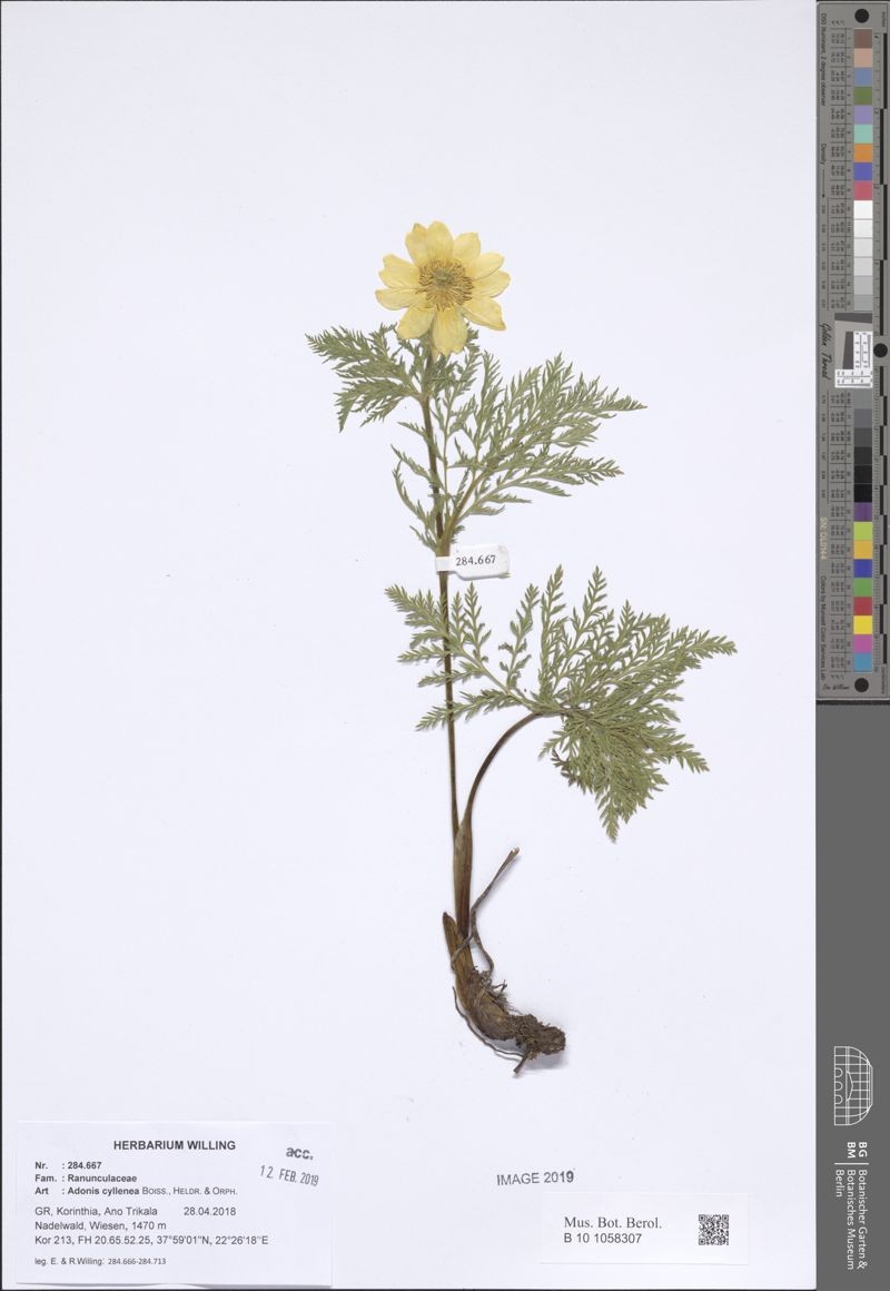 Adonis cyllenea photo 6