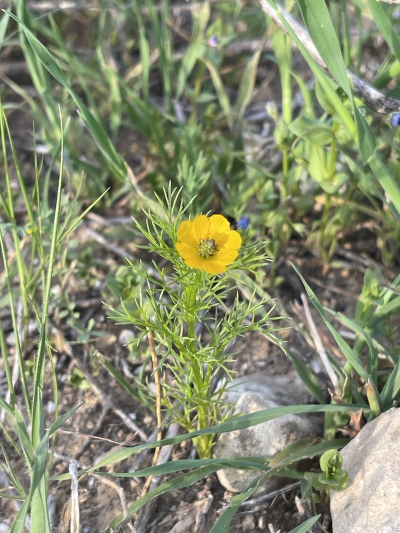 Adonis dentata
