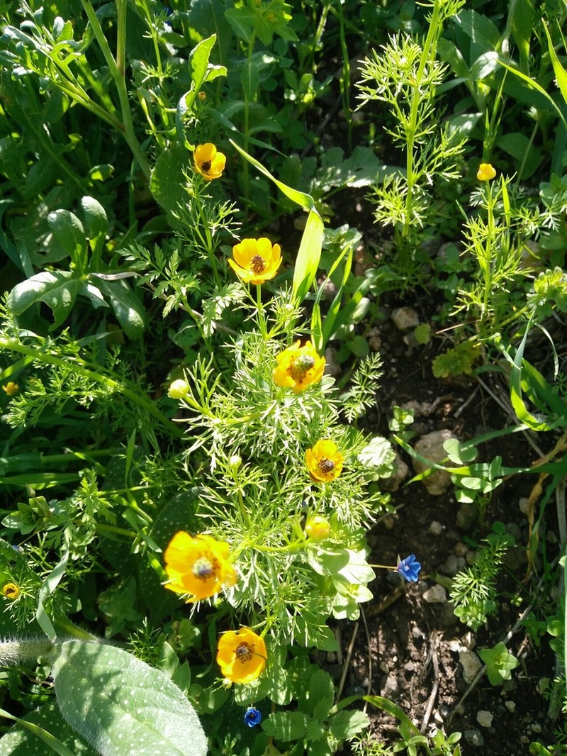 Adonis dentata photo 2