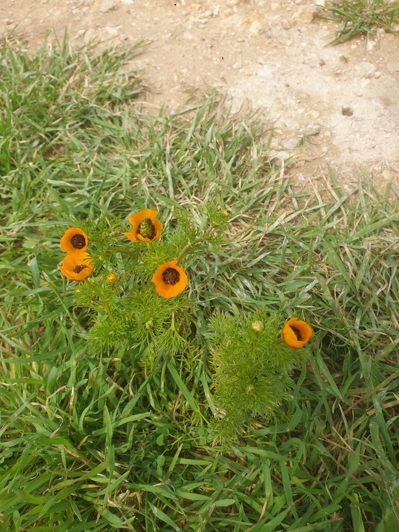 Adonis dentata photo 3
