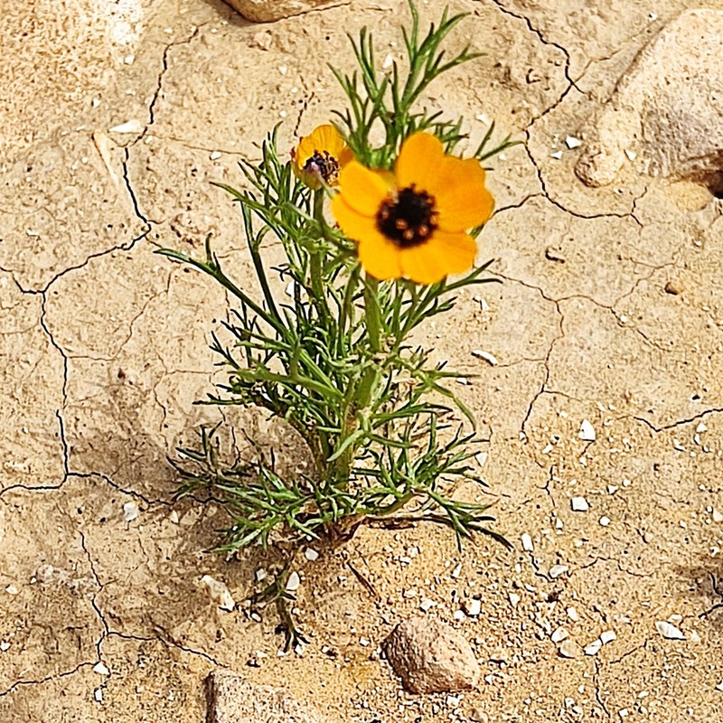 Adonis dentata photo 4