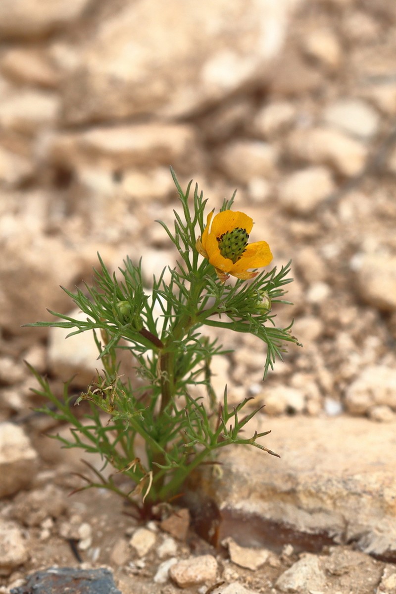 Adonis dentata photo 5