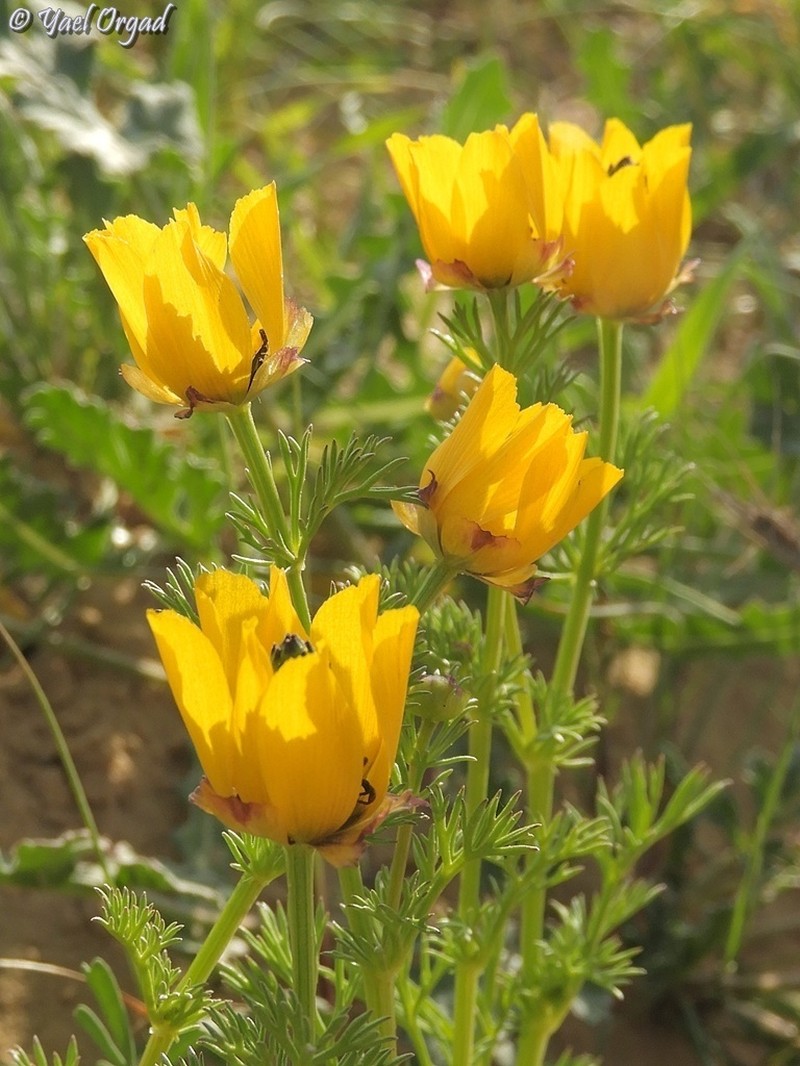 Adonis dentata photo 6