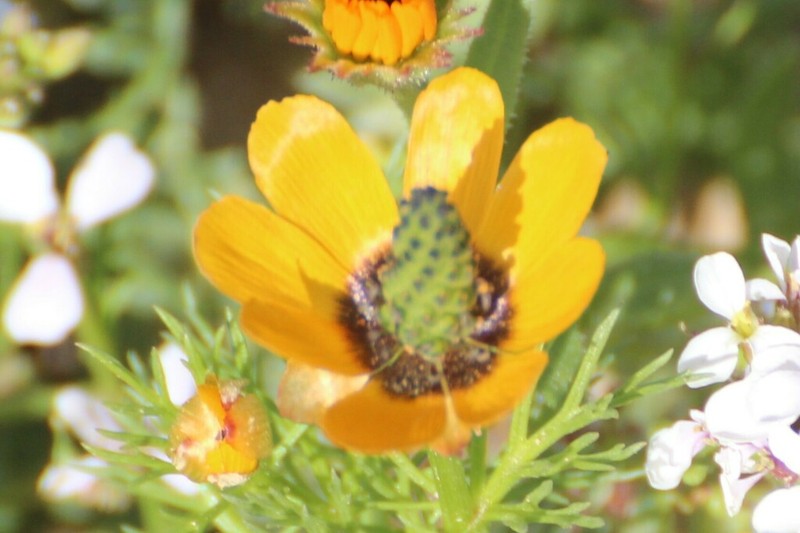 Adonis dentata photo 7