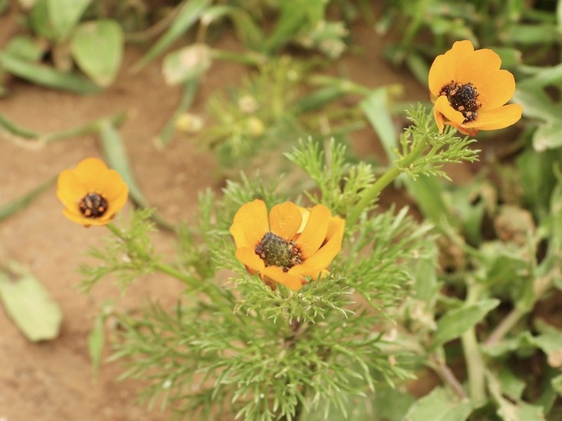 Adonis dentata photo 8