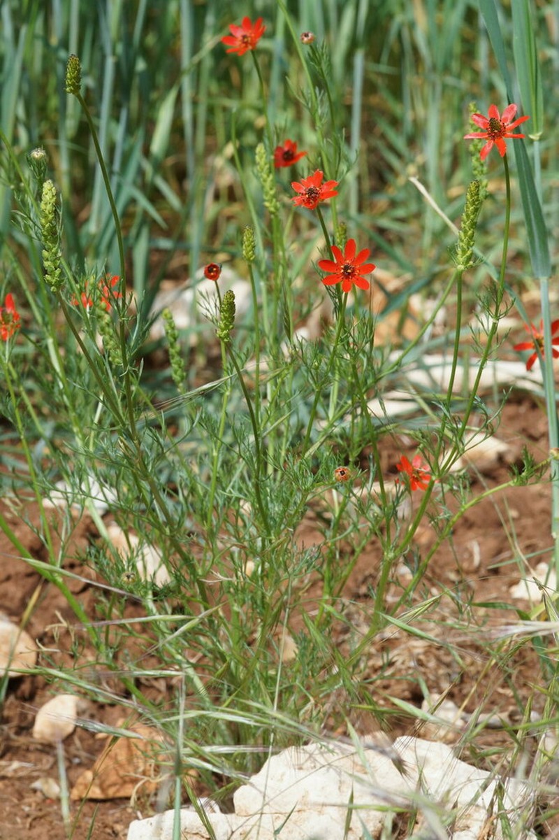 Adonis eriocalycina