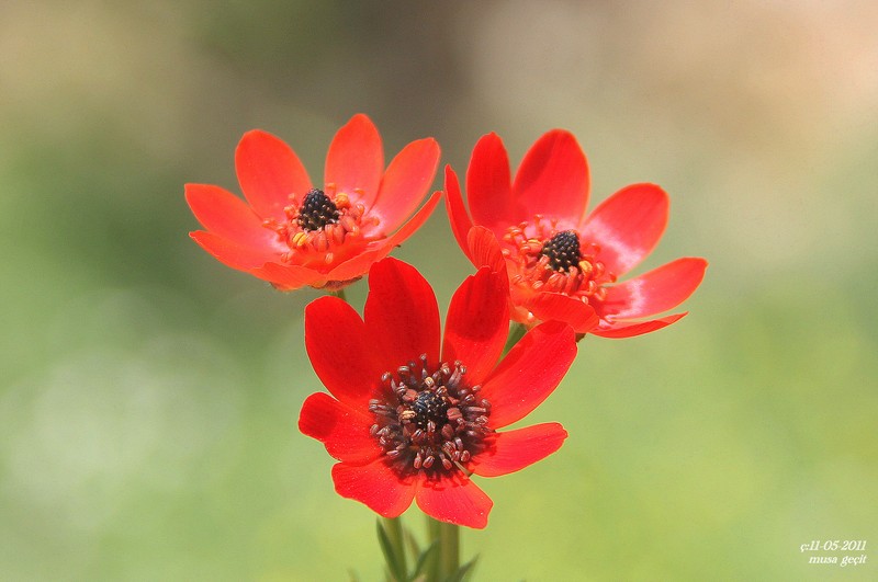 Adonis flammea
