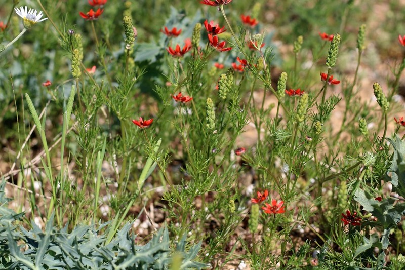 Adonis flammea photo 2