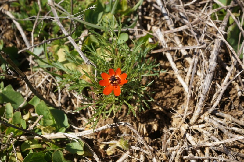 Adonis flammea photo 3