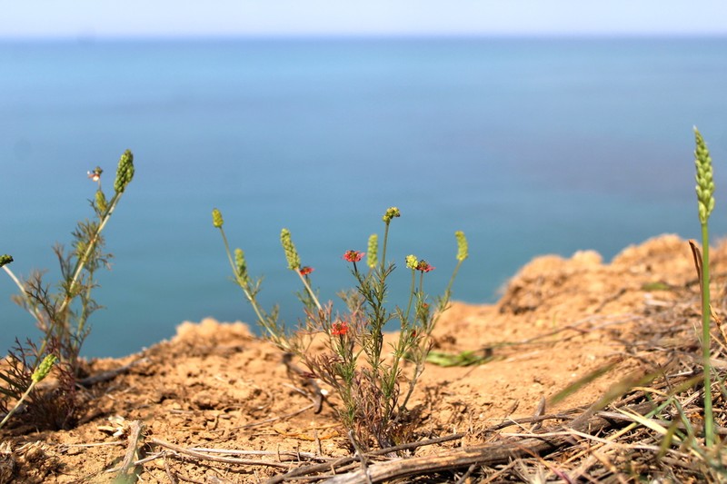 Adonis flammea photo 4