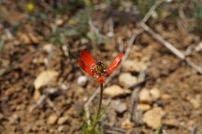 Adonis flammea photo 5