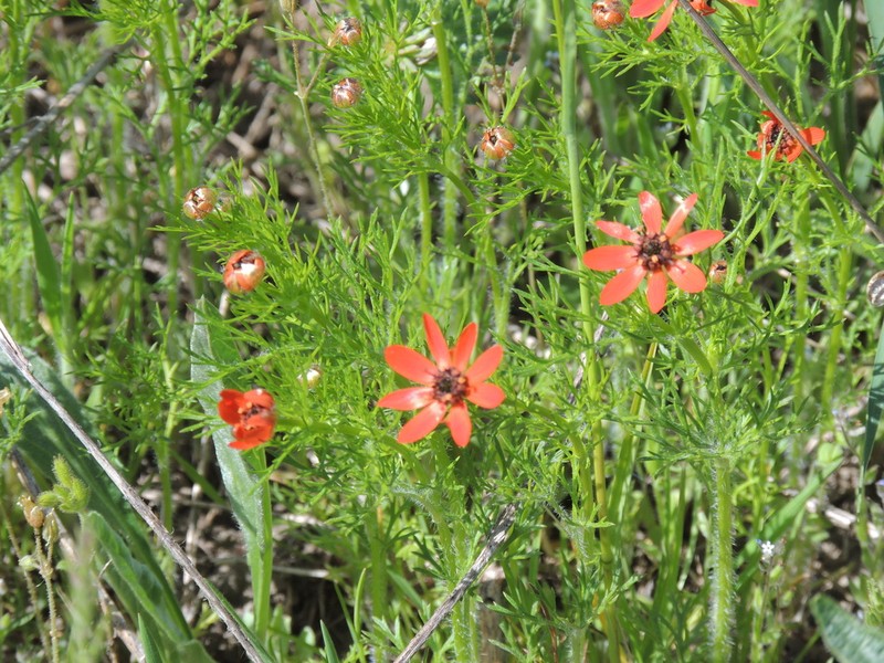 Adonis flammea photo 6