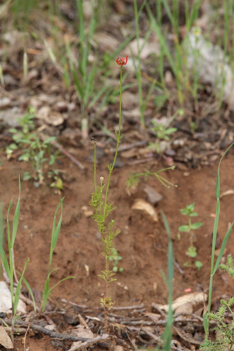 Adonis flammea photo 7
