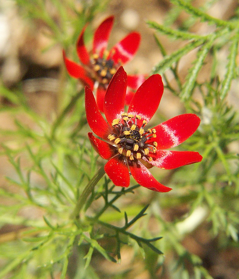 Adonis flammea photo 8