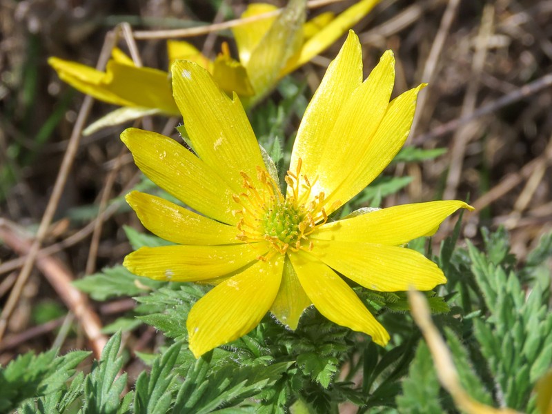 Adonis fucensis photo 3