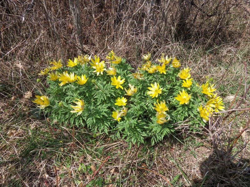 Adonis fucensis