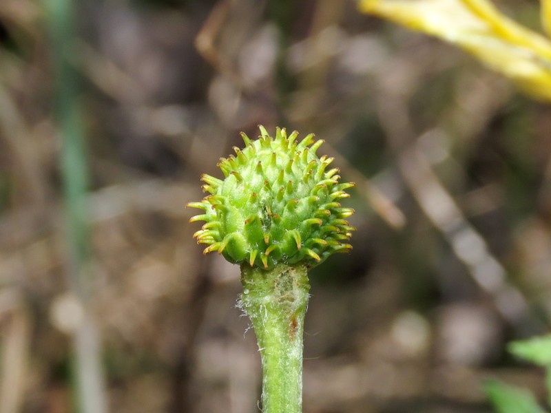 Adonis fucensis photo 2