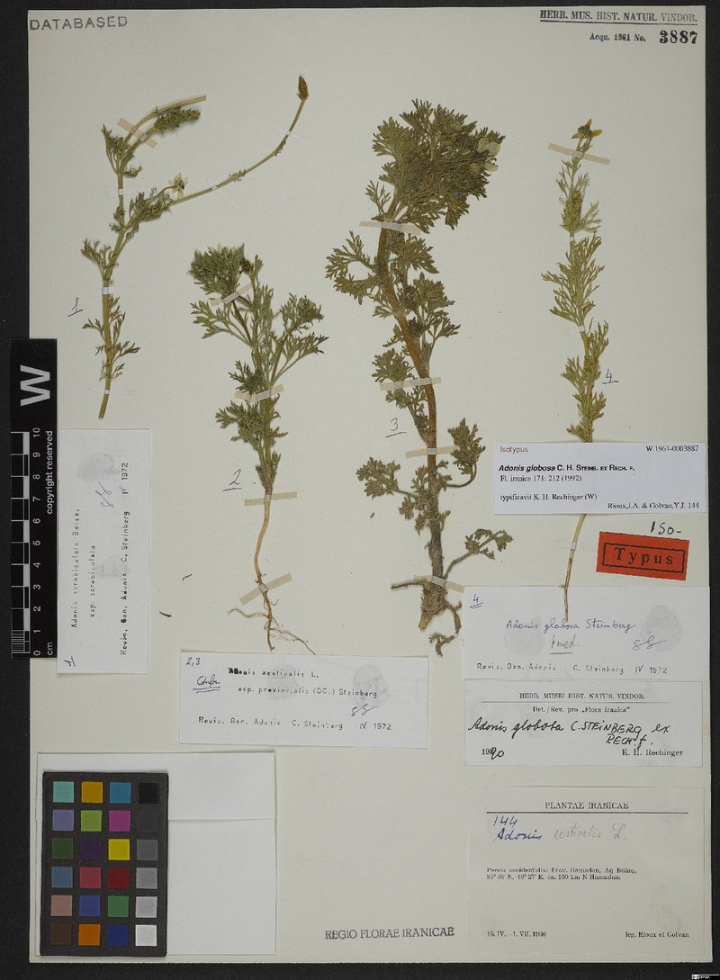 Adonis globosa