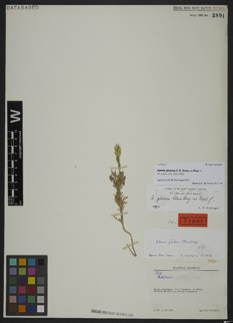 Adonis globosa photo 2