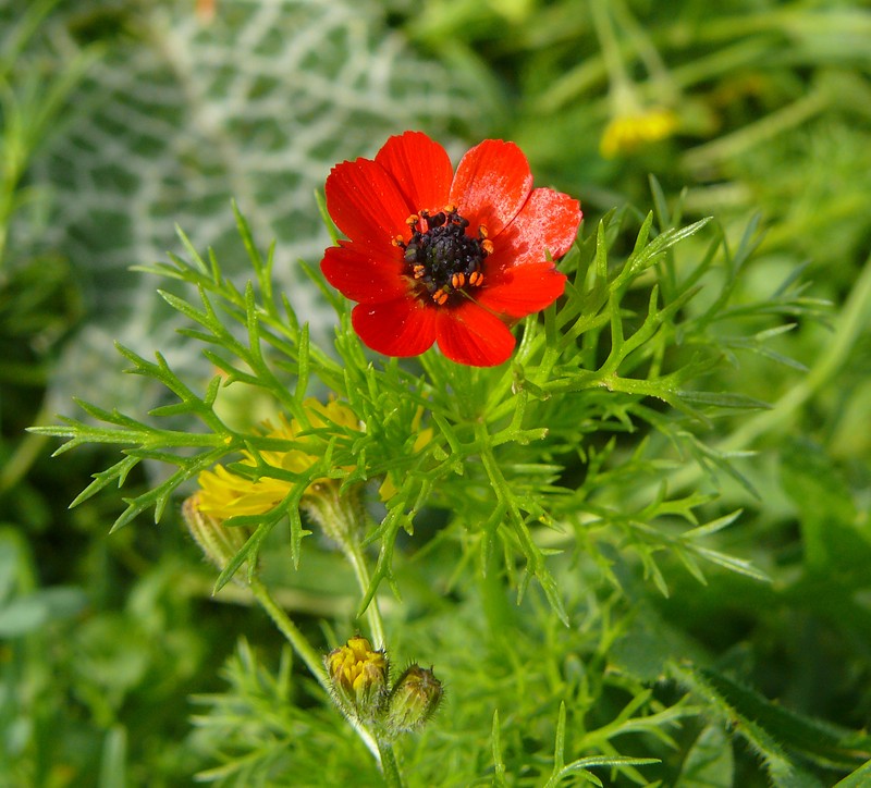 Adonis microcarpa