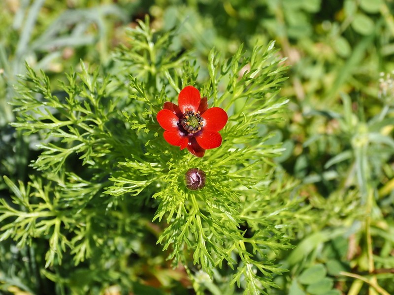 Adonis microcarpa photo 2