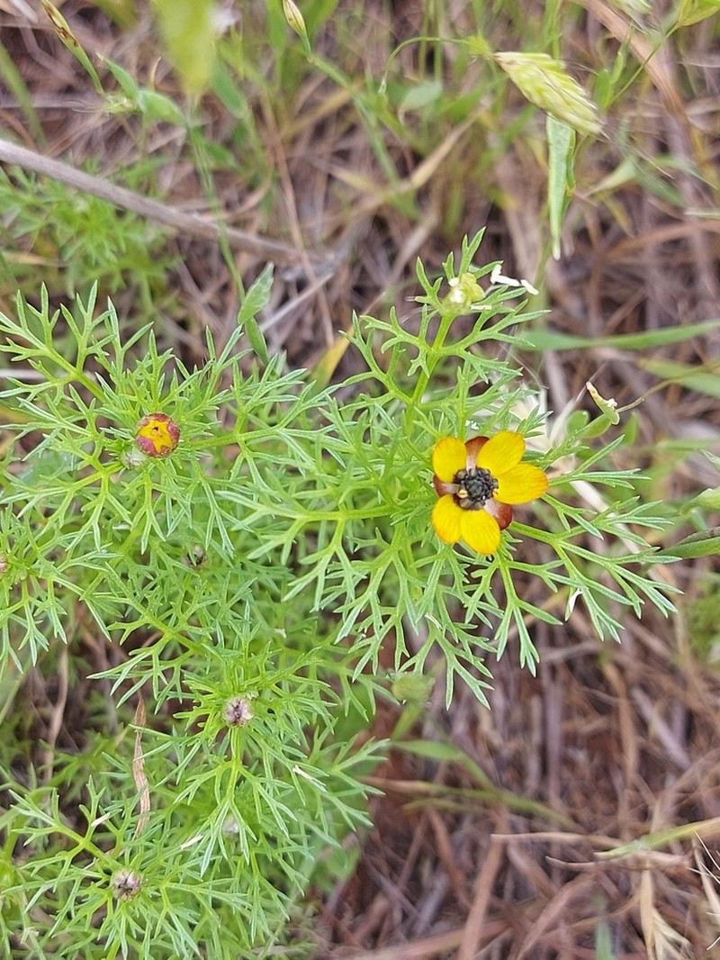Adonis microcarpa photo 3