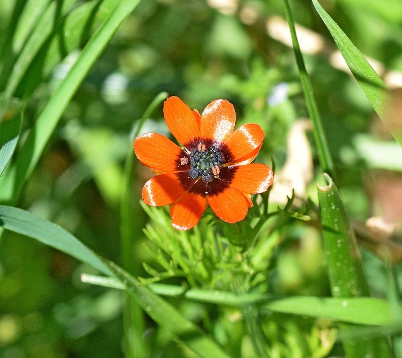 Adonis microcarpa photo 4