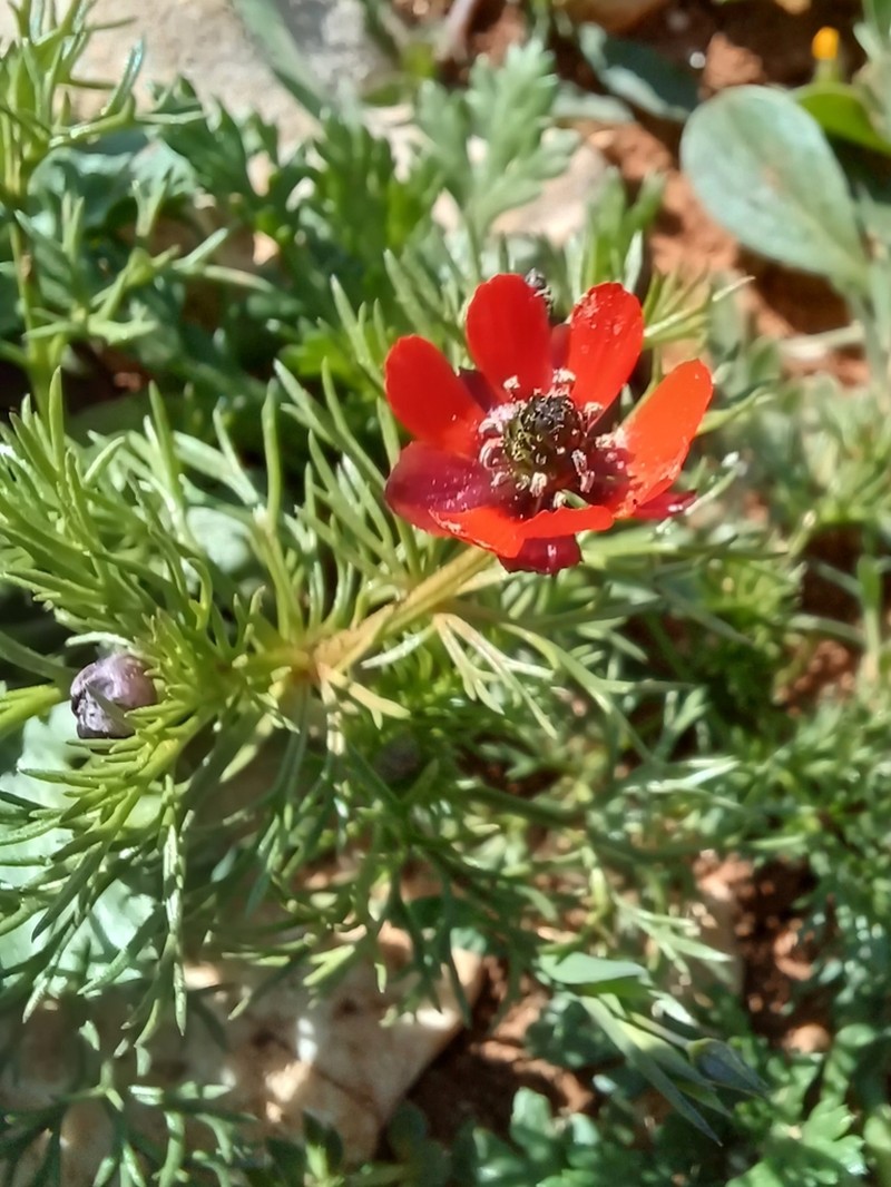 Adonis microcarpa photo 5