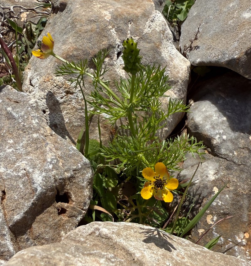 Adonis microcarpa photo 6