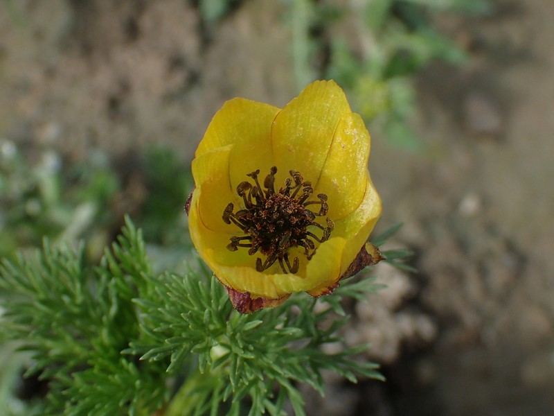 Adonis microcarpa photo 7