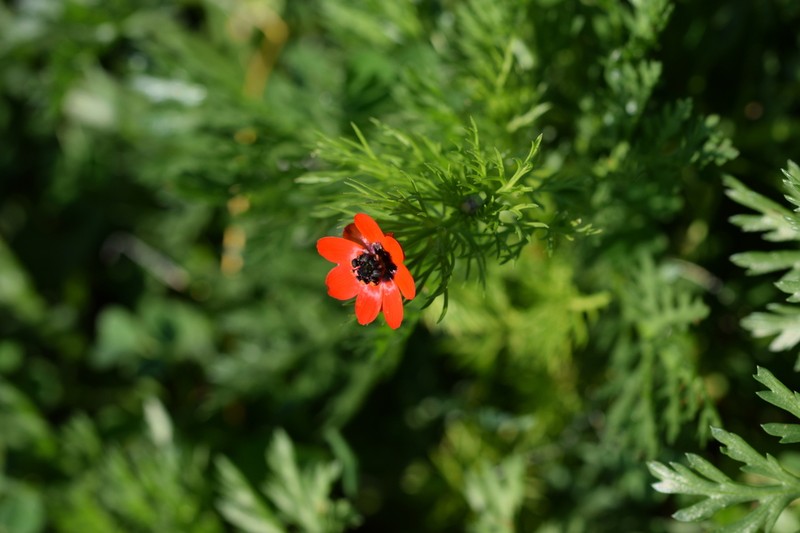 Adonis microcarpa photo 8