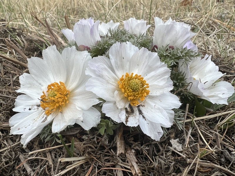 Adonis mongolica