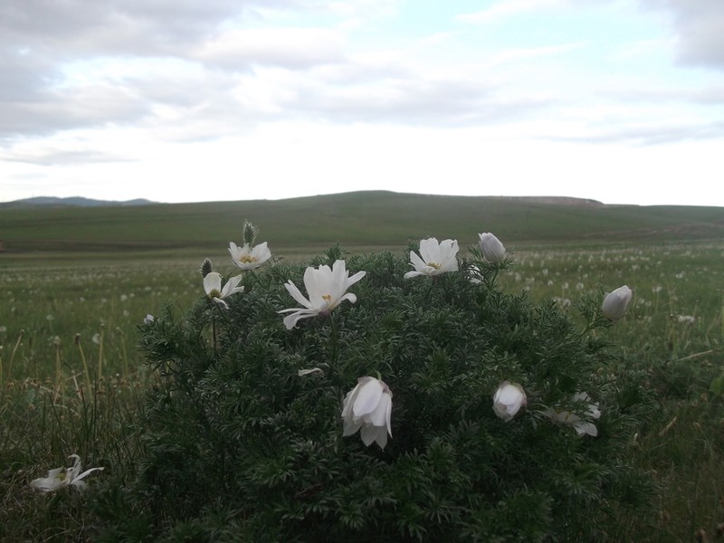 Adonis mongolica photo 7