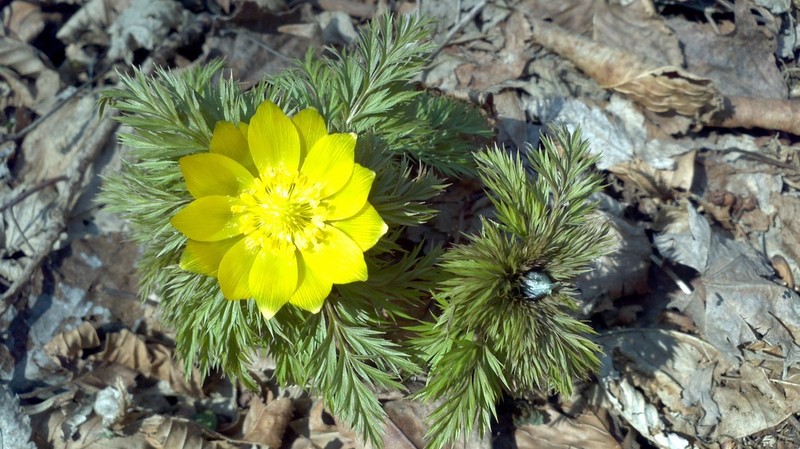 Adonis multiflora