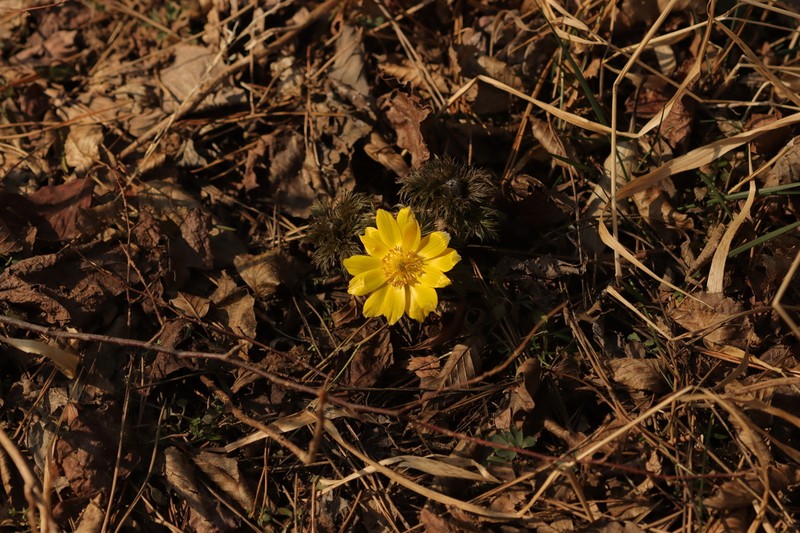Adonis multiflora photo 2